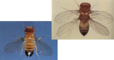 Normál és Ubx mutáns Drosophila 